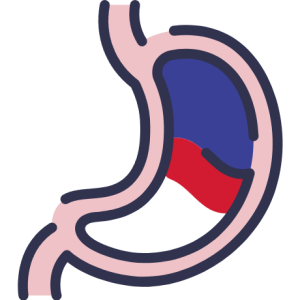 Gastrointestinal Tract